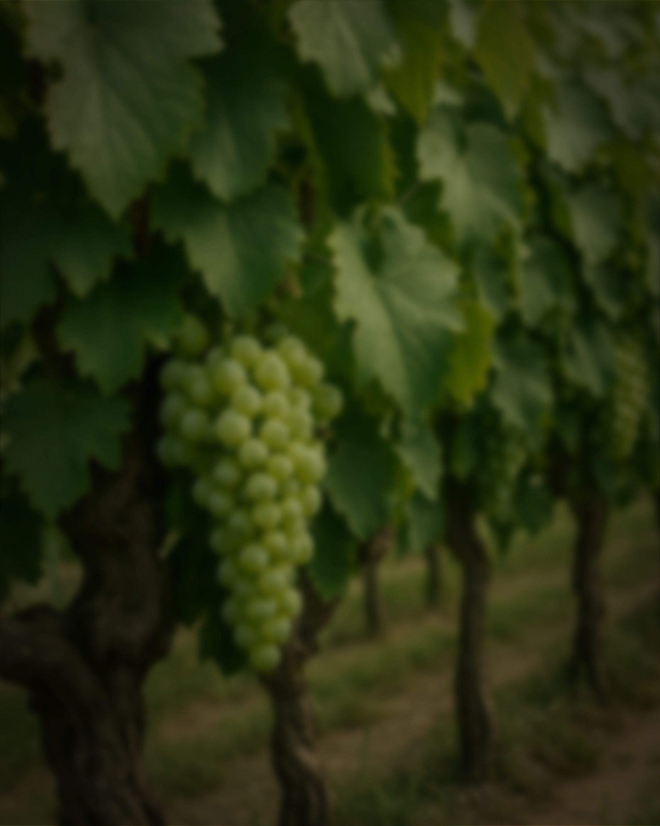 Aperçu du projet DOMAINE BESARD